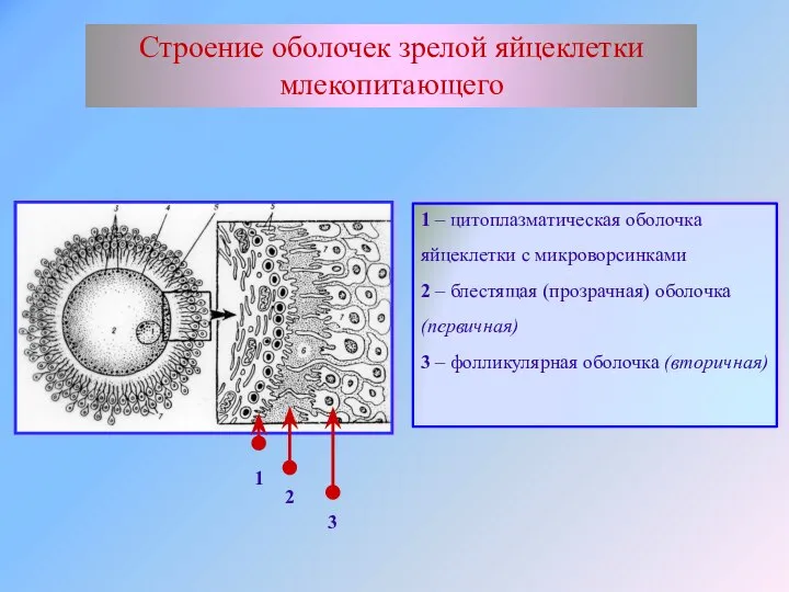 Строение оболочек зрелой яйцеклетки млекопитающего 1 2 3 1 – цитоплазматическая оболочка