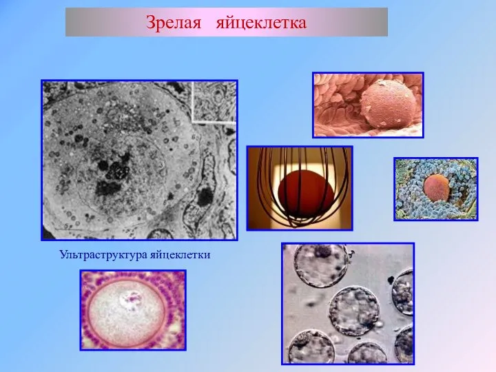 Зрелая яйцеклетка Ультраструктура яйцеклетки