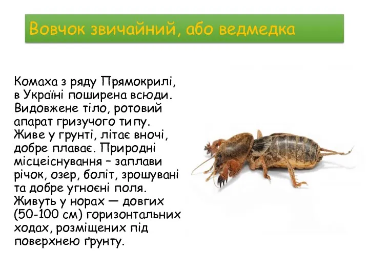 Вовчок звичайний, або ведмедка Комаха з ряду Прямокрилі, в Україні поширена всюди.