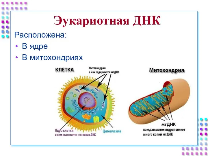 Эукариотная ДНК Расположена: В ядре В митохондриях