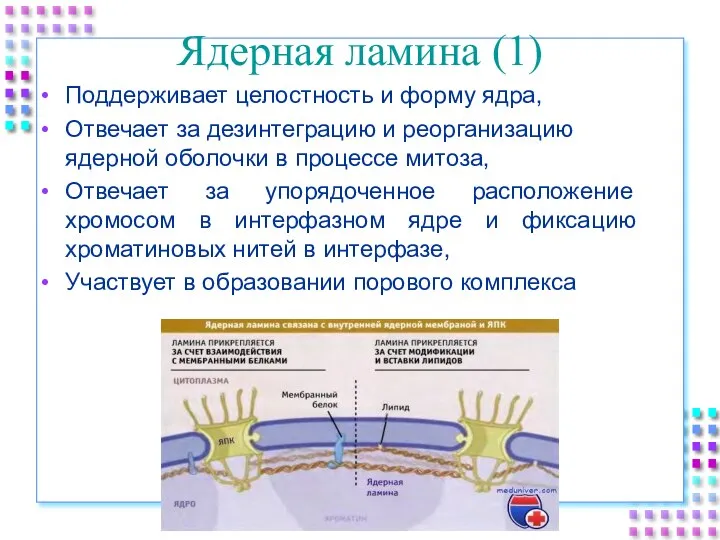 Ядерная ламина (1) Поддерживает целостность и форму ядра, Отвечает за дезинтеграцию и