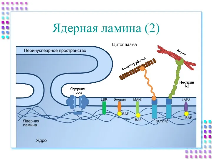 Ядерная ламина (2)