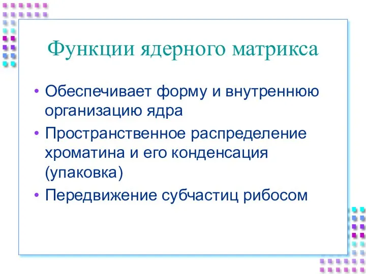 Функции ядерного матрикса Обеспечивает форму и внутреннюю организацию ядра Пространственное распределение хроматина