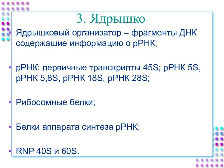 3. Ядрышко Ядрышковый организатор – фрагменты ДНК содержащие информацию о рРНК; рРНК: