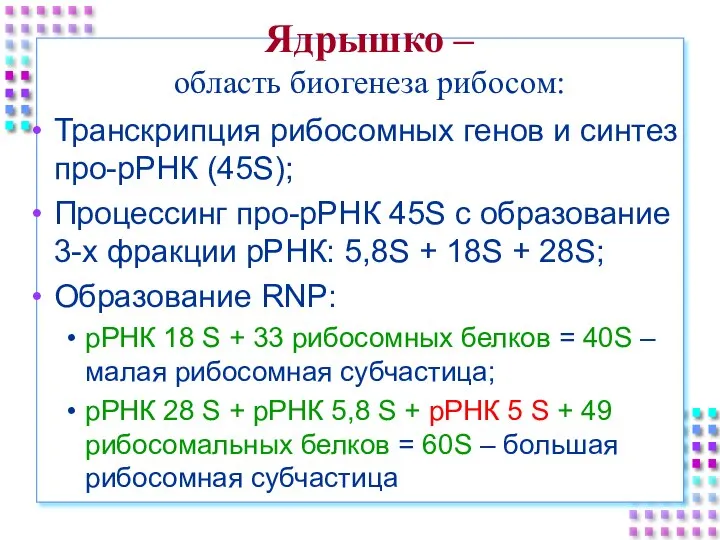 Ядрышко – область биогенеза рибосом: Транскрипция рибосомных генов и синтез про-рРНК (45S);