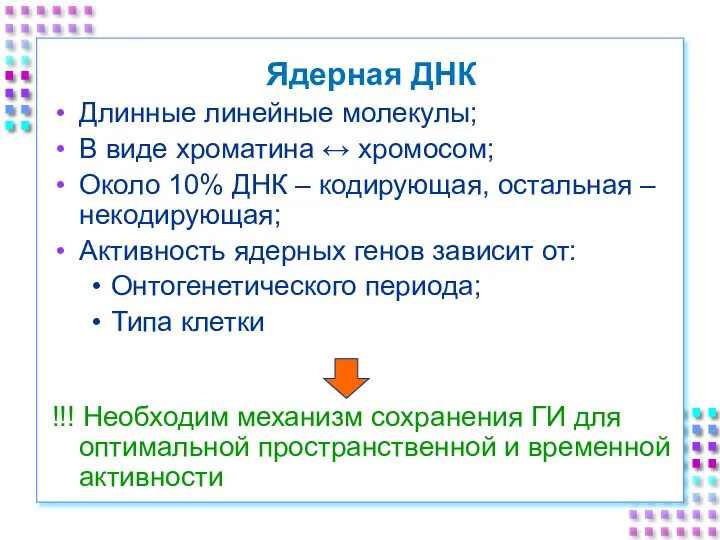 Ядерная ДНК Длинные линейные молекулы; В виде хроматина ↔ хромосом; Около 10%