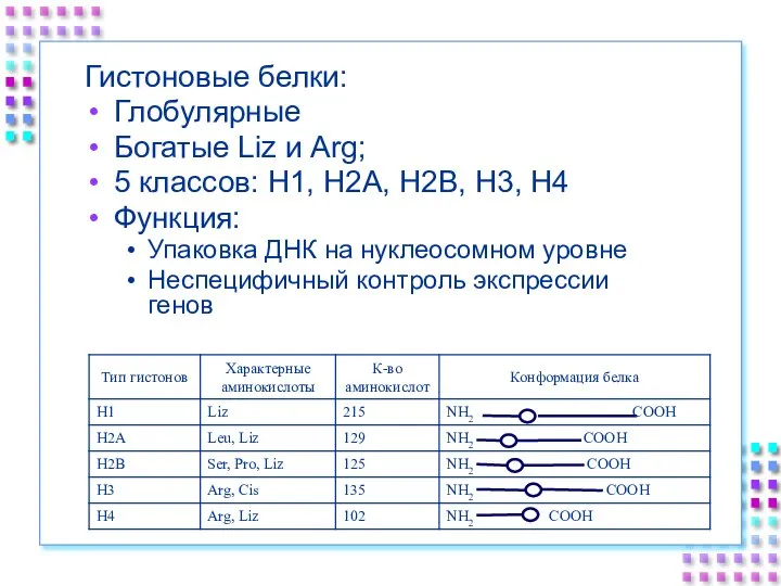 Гистоновые белки: Глобулярные Богатые Liz и Arg; 5 классов: H1, H2A, H2B,