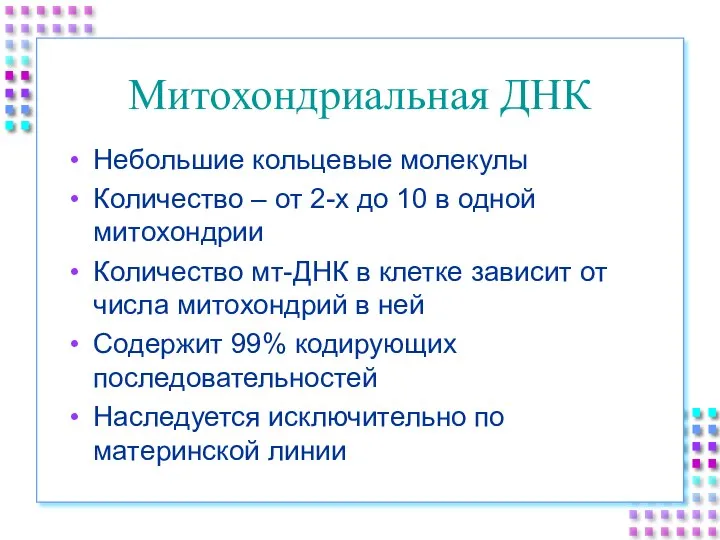 Митохондриальная ДНК Небольшие кольцевые молекулы Количество – от 2-х до 10 в