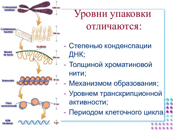 Степенью конденспации ДНК; Толщиной хроматиновой нити; Механизмом образования; Уровнем транскрипционной активности; Периодом