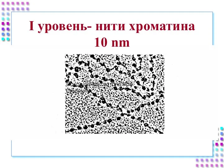 I уровень- нити хроматина 10 nm Сокращение гистона при старении