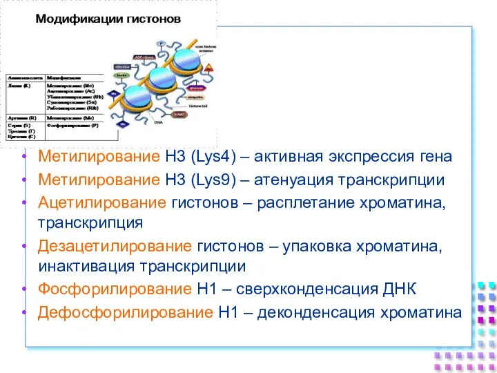 Метилирование H3 (Lys4) – активная экспрессия гена Метилирование H3 (Lys9) – атенуация