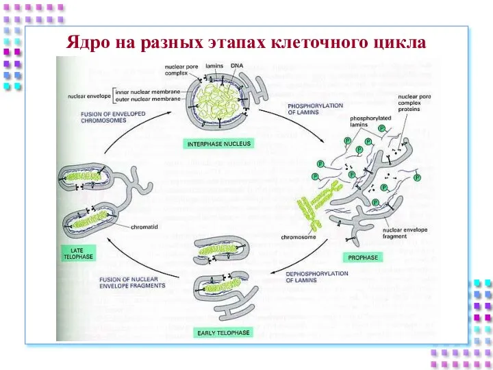 Ядро на разных этапах клеточного цикла