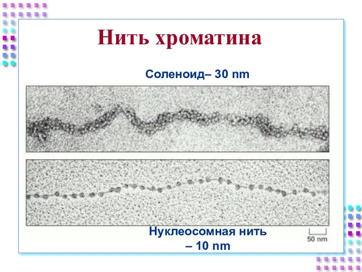 Нить хроматина Соленоид– 30 nm Нуклеосомная нить – 10 nm