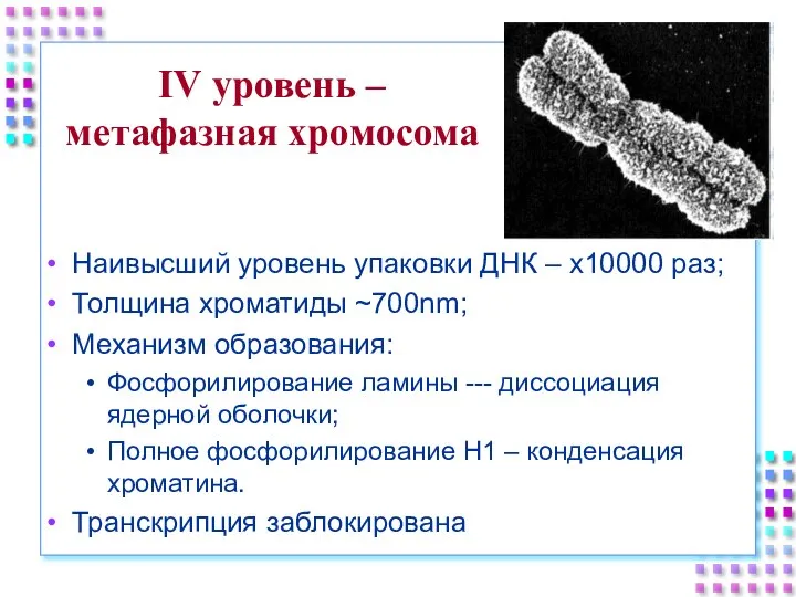 IV уровень – метафазная хромосома Наивысший уровень упаковки ДНК – x10000 раз;