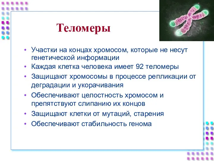 Теломеры Участки на концах хромосом, которые не несут генетической информации Каждая клетка