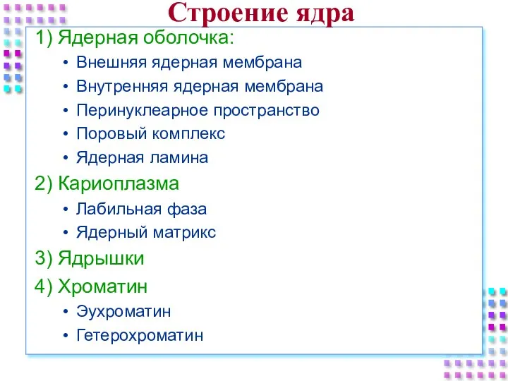 Строение ядра 1) Ядерная оболочка: Внешняя ядерная мембрана Внутренняя ядерная мембрана Перинуклеарное