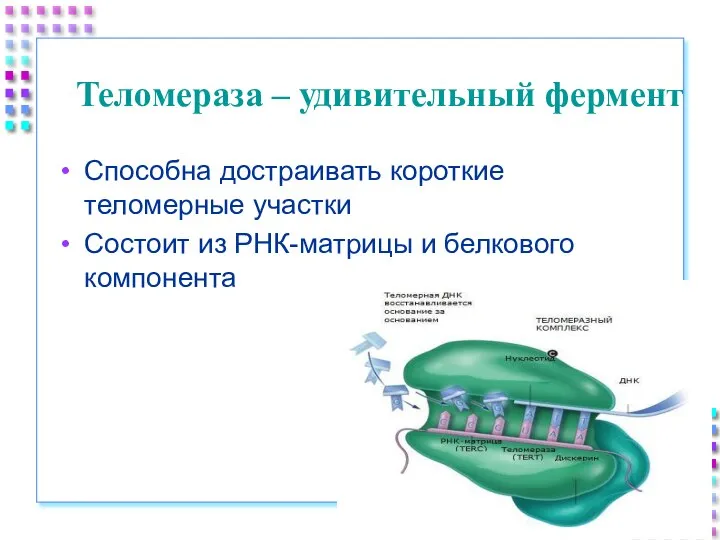 Теломераза – удивительный фермент Способна достраивать короткие теломерные участки Состоит из РНК-матрицы и белкового компонента