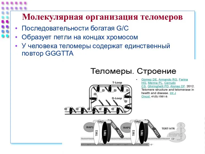 Молекулярная организация теломеров Последовательности богатая G/C Образует петли на концах хромосом У