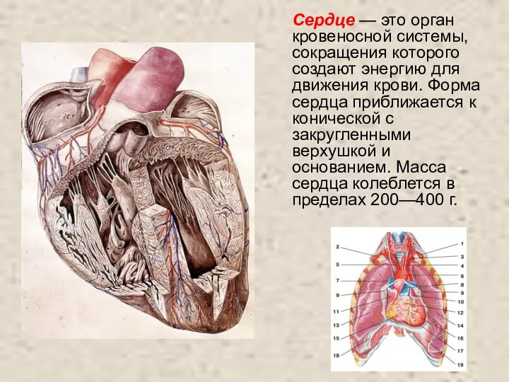 Сердце — это орган кровеносной системы, сокращения которого создают энергию для движения