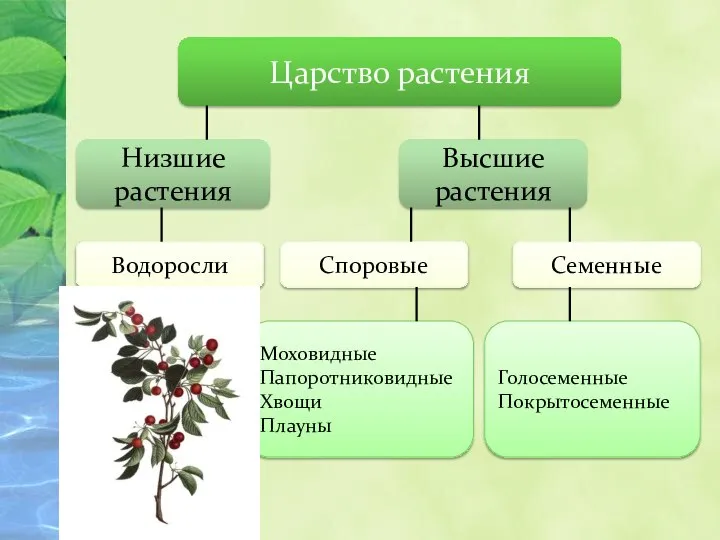 Царство растения Низшие растения Высшие растения Водоросли Споровые Семенные Моховидные Папоротниковидные Хвощи Плауны Голосеменные Покрытосеменные