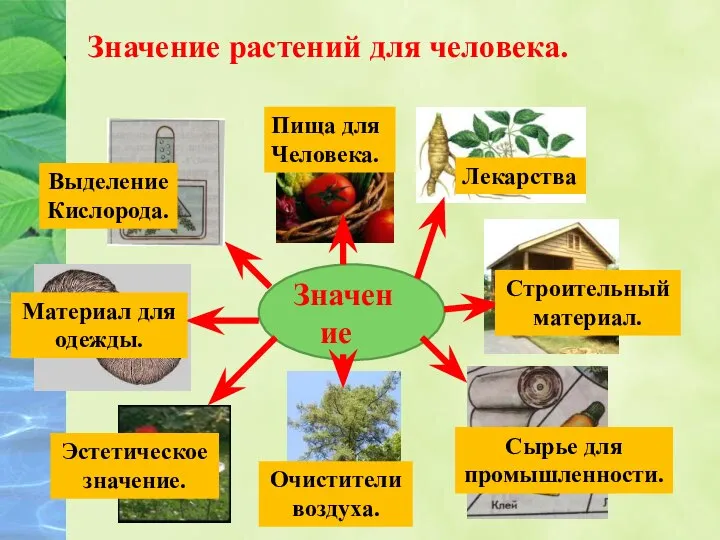 Значение растений для человека. Значение Пища для Человека. Лекарства Строительный материал. Сырье