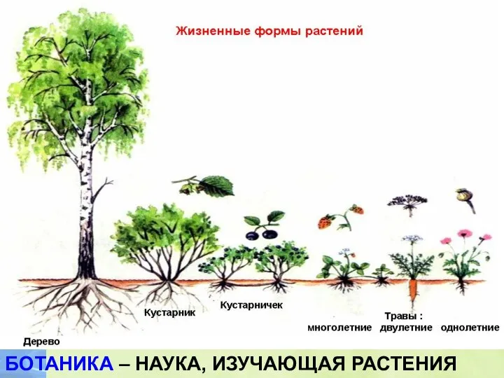 БОТАНИКА – НАУКА, ИЗУЧАЮЩАЯ РАСТЕНИЯ