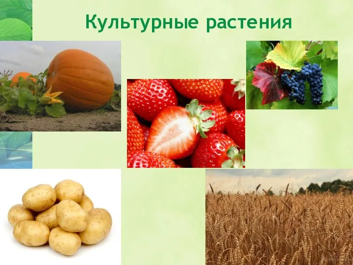 Культурные растения