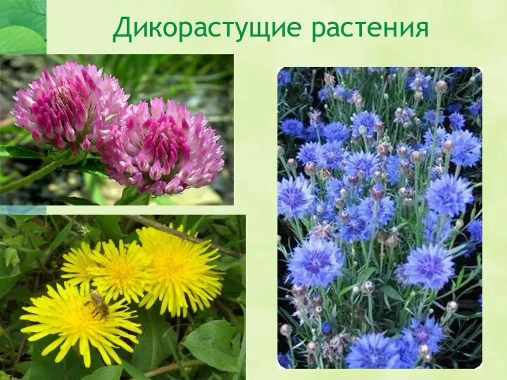 Дикорастущие растения