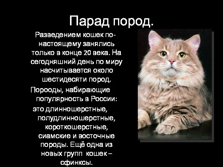 Парад пород. Разведением кошек по-настоящему занялись только в конце 20 века. На