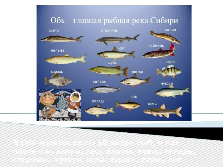 В Оби водятся около 50 видов рыб, в том числе язь, налим,