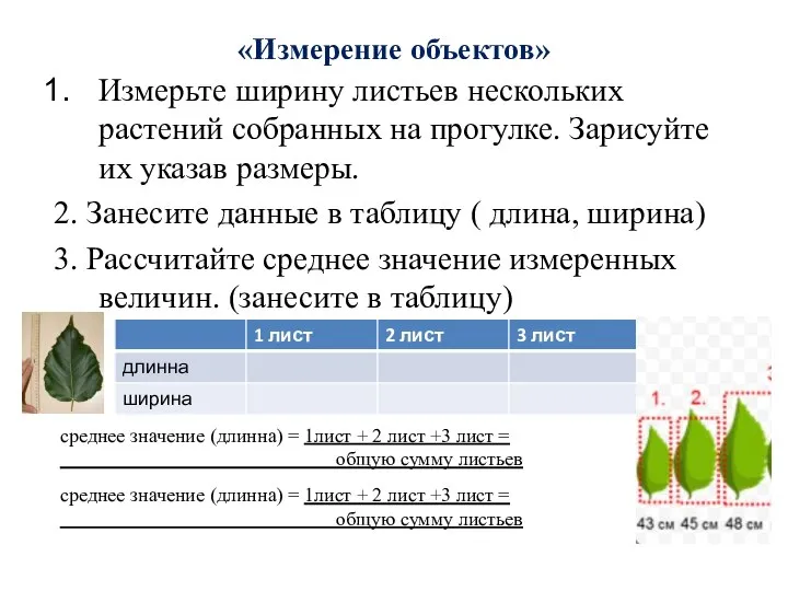 «Измерение объектов» Измерьте ширину листьев нескольких растений собранных на прогулке. Зарисуйте их