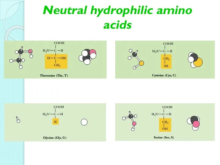 Neutral hydrophilic amino acids