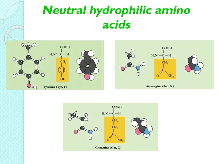 Neutral hydrophilic amino acids