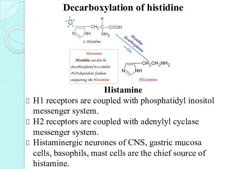 Decarboxylation of histidine Histamine H1 receptors are coupled with phosphatidyl inositol messenger