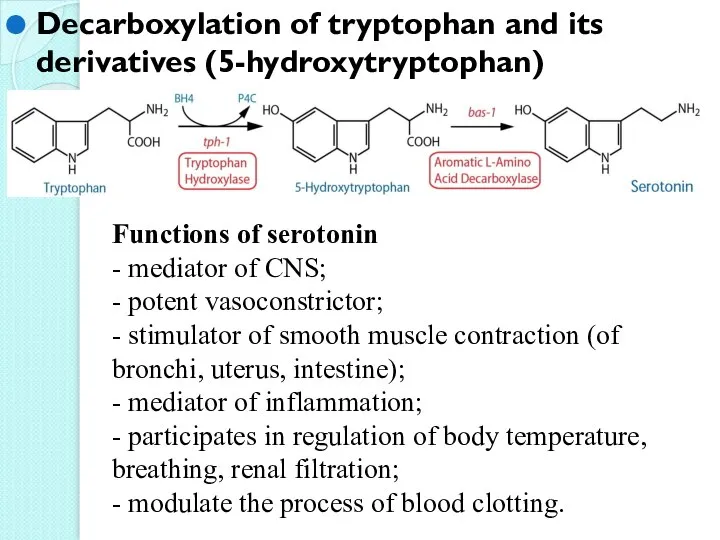 Decarboxylation of tryptophan and its derivatives (5-hydroxytryptophan) Functions of serotonin - mediator