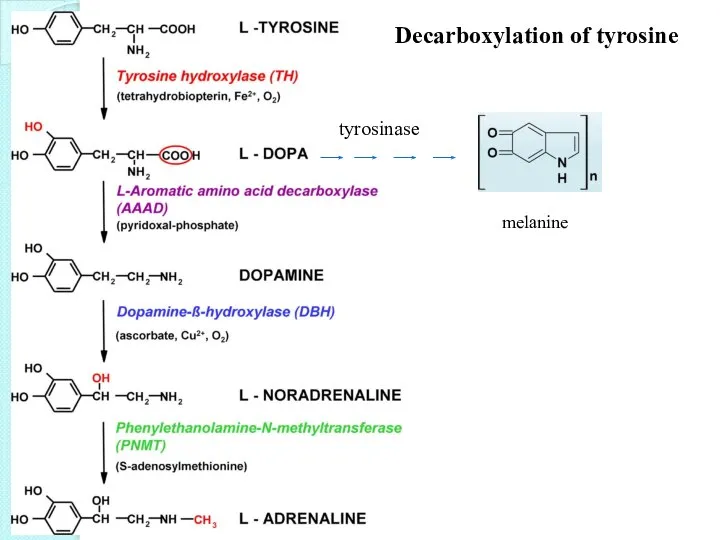 Decarboxylation of tyrosine tyrosinase melanine