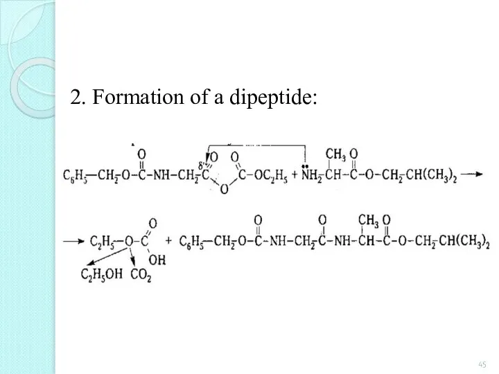 2. Formation of a dipeptide: