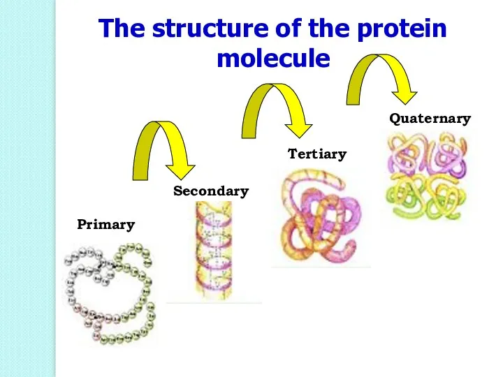 The structure of the protein molecule Primary Secondary Tertiary Quaternary