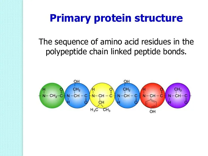 Primary protein structure The sequence of amino acid residues in the polypeptide chain linked peptide bonds.