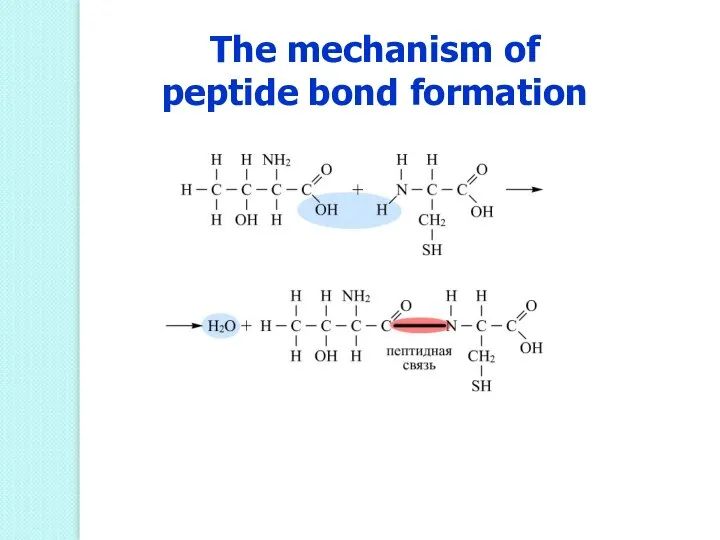The mechanism of peptide bond formation