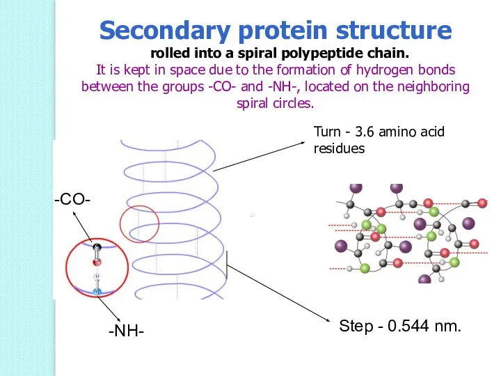 Turn - 3.6 amino acid residues Step - 0.544 nm. -CO- -NH-