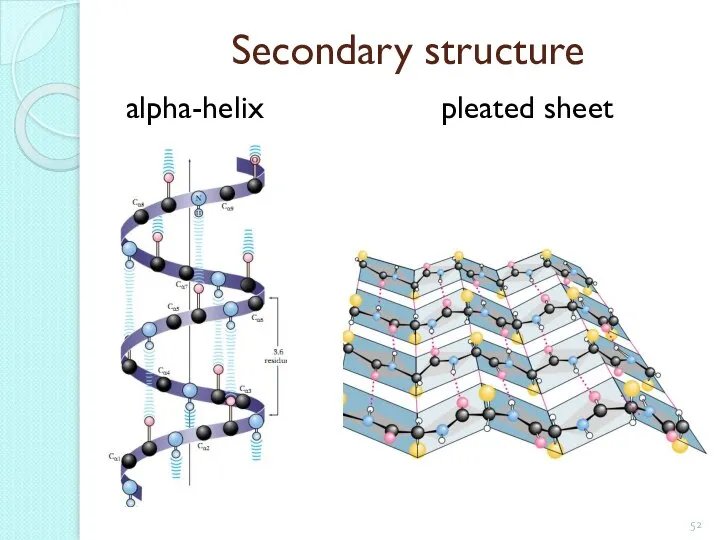 Secondary structure alpha-helix pleated sheet