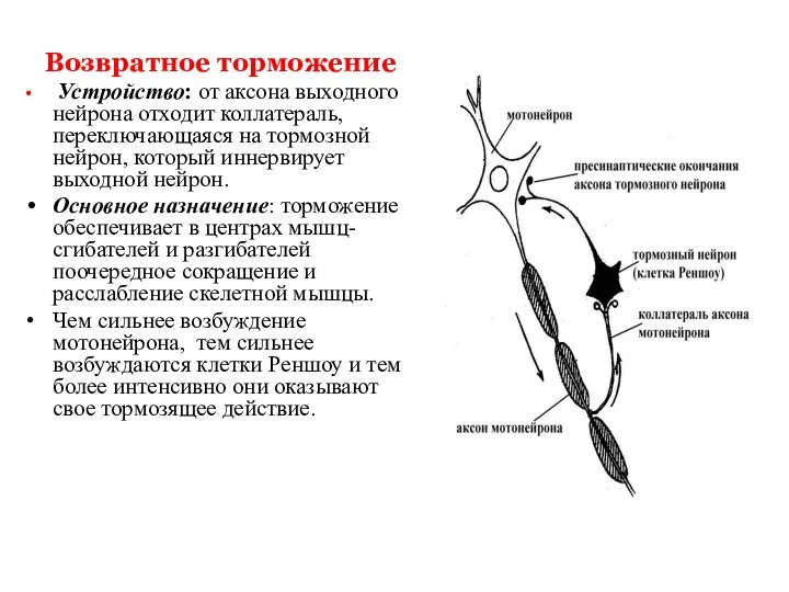 Возвратное торможение Устройство: от аксона выходного нейрона отходит коллатераль, переключающаяся на тормозной