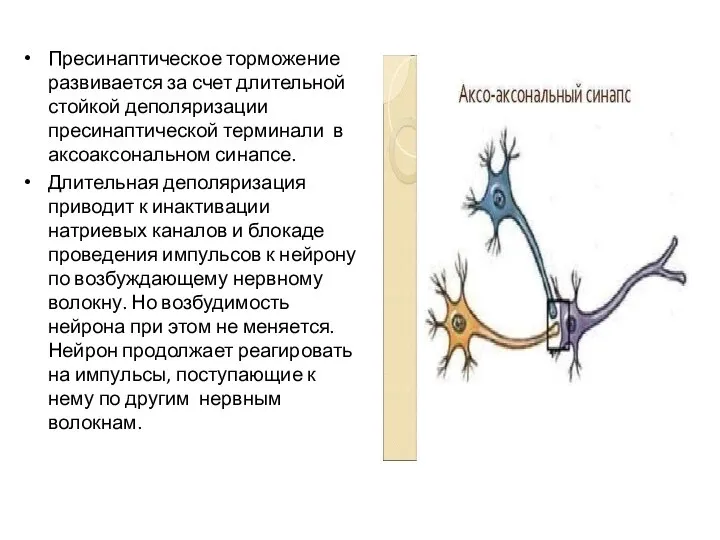 Пресинаптическое торможение развивается за счет длительной стойкой деполяризации пресинаптической терминали в аксоаксональном