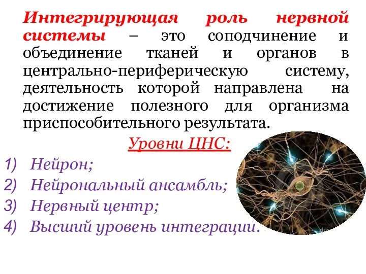 Интегрирующая роль нервной системы – это соподчинение и объединение тканей и органов