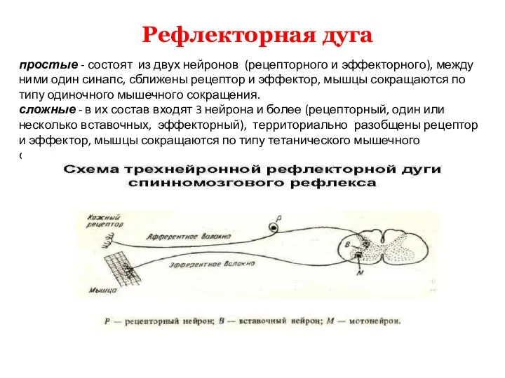 Рефлекторная дуга простые - состоят из двух нейронов (рецепторного и эффекторного), между