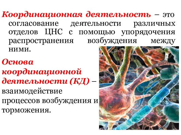 Координационная деятельность – это согласование деятельности различных отделов ЦНС с помощью упорядочения