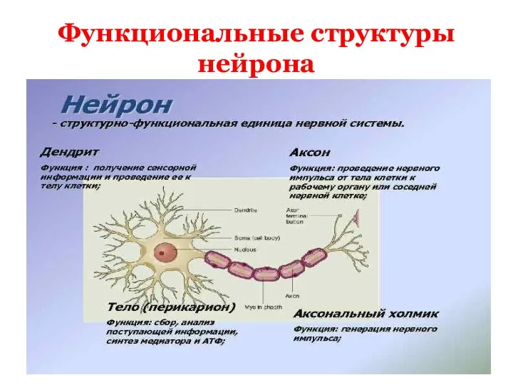 Функциональные структуры нейрона