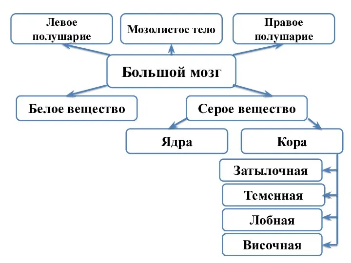 Большой мозг Левое полушарие Мозолистое тело Правое полушарие Серое вещество Белое вещество