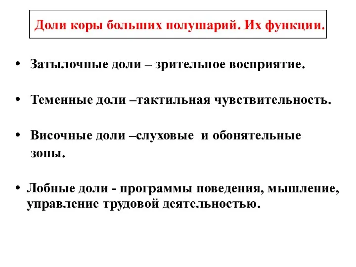 Затылочные доли – зрительное восприятие. Теменные доли –тактильная чувствительность. Височные доли –слуховые